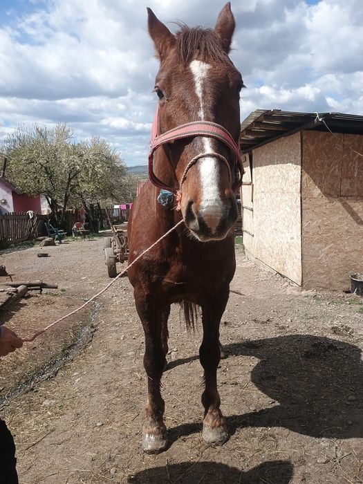 Cal de vânzare de 8 ani