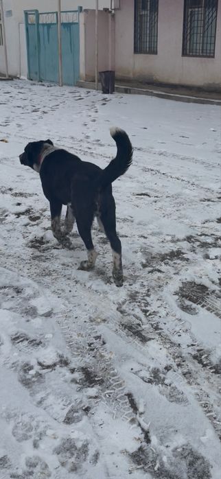 Ит күшік сатылады срочно