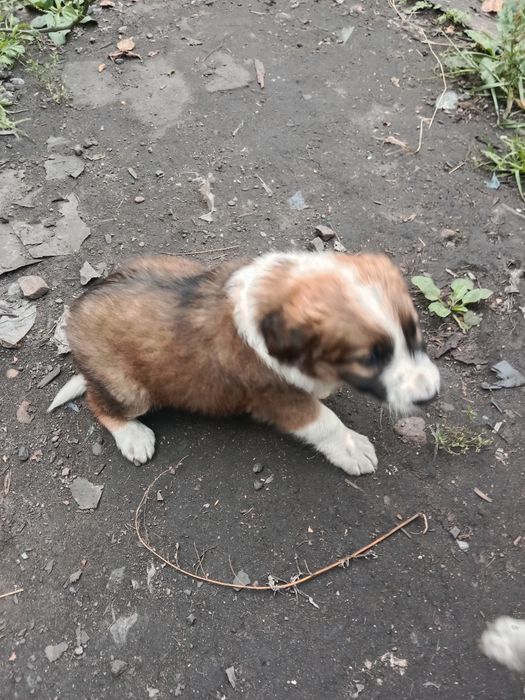 Отдам в добрые руки щенков