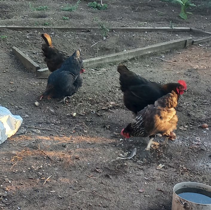 Продаются куры..