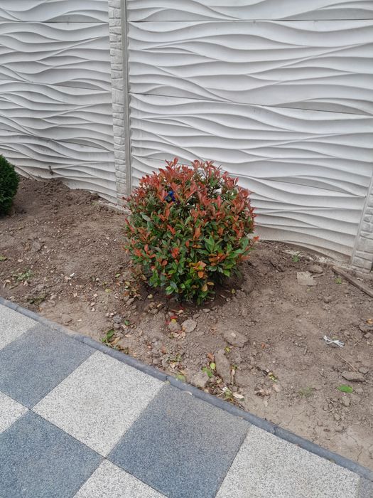 Photinia red robin