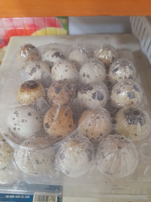 Бөдене жұмыртқасы сатылады.