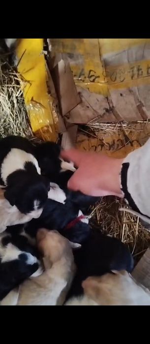 Таза тазы щенок сатылады