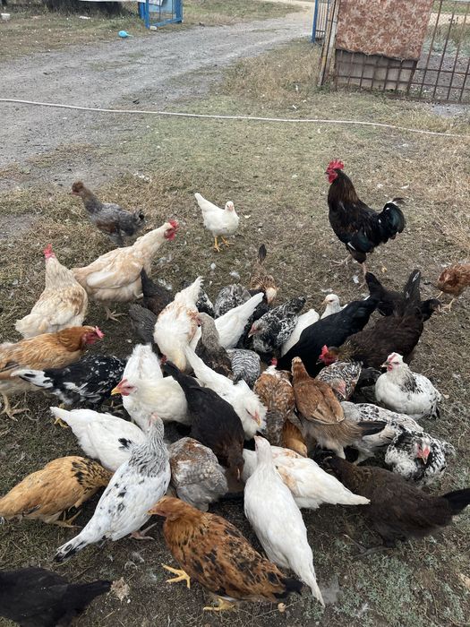Куры и цыплята домашние