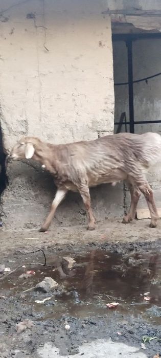 Zotga quchqor sotiladi arashan buyi uzun chiroyli qo'chqor