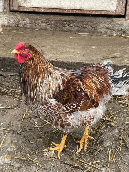 Cocosi wyandotte diferite culori