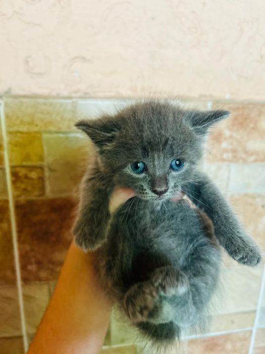 Котята домашние красивые