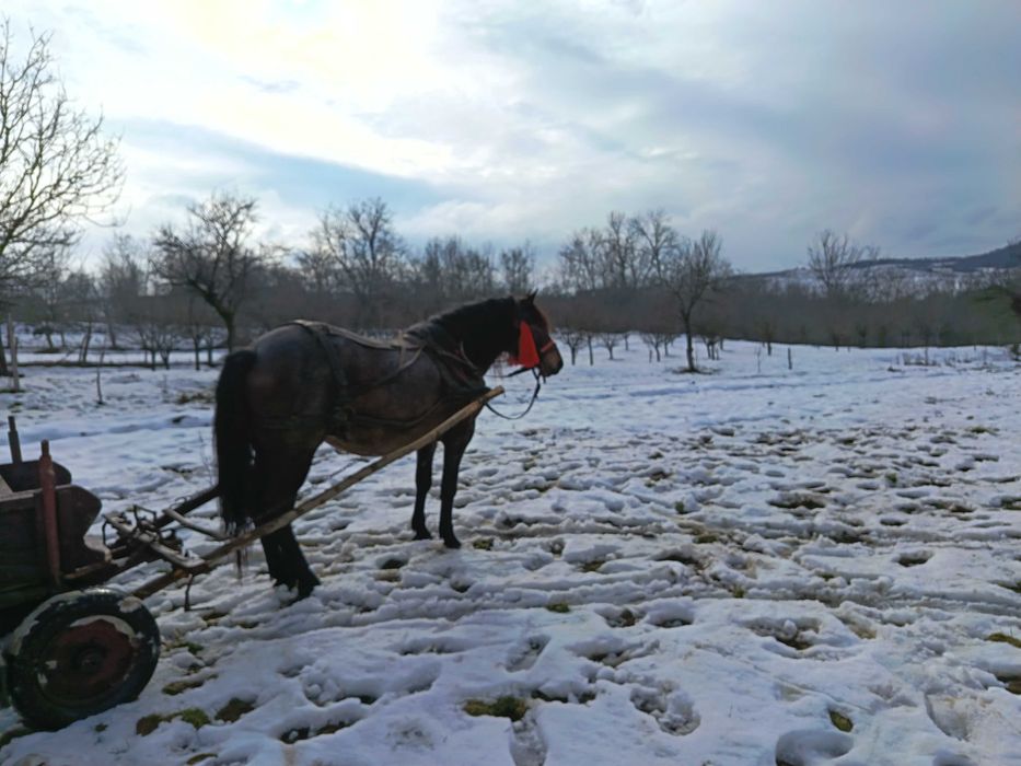 Vând iapă de 4 ani