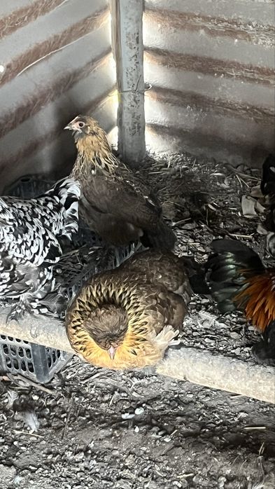 Продам курицы японские