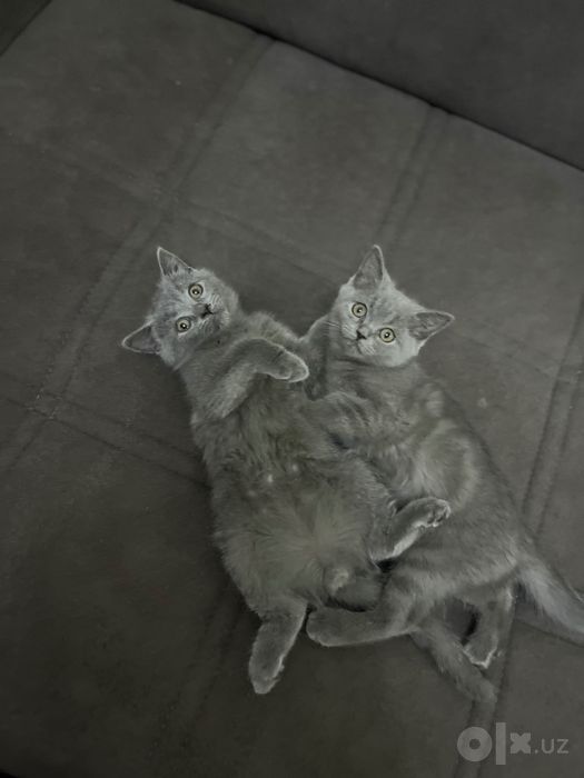 Котята мальчики 3 месяца скоти страйк