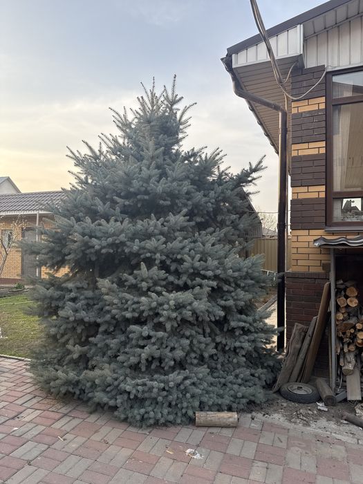 Голубая ель пышная