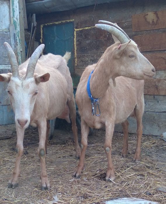 Două capre de vânzare