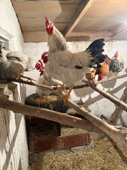 Продам Петухов или поменяю