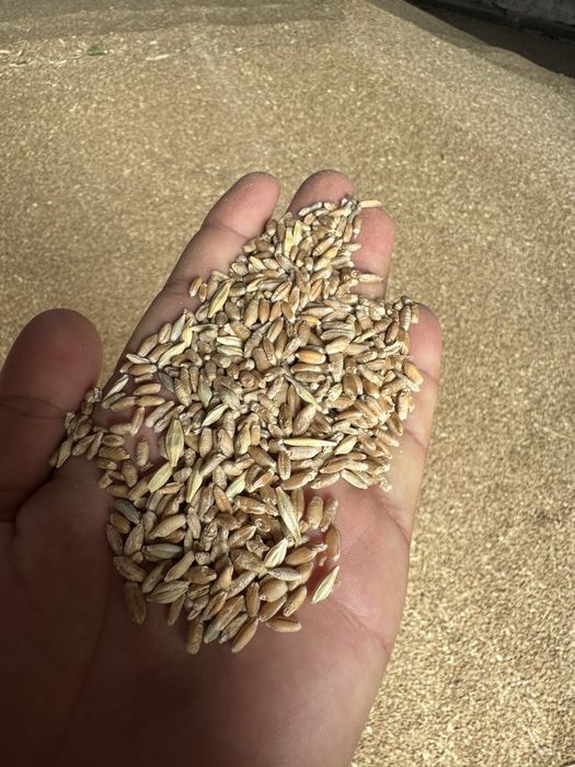 Триткалий(бугдой) сотилади 40 тонна