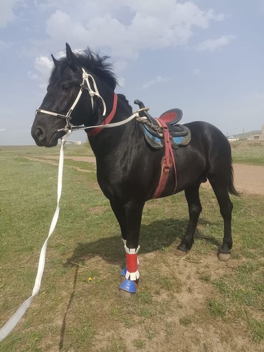 Айғыр 4 жасар сатылады