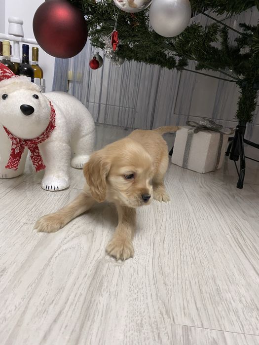 Cocker Spaniel disponibil