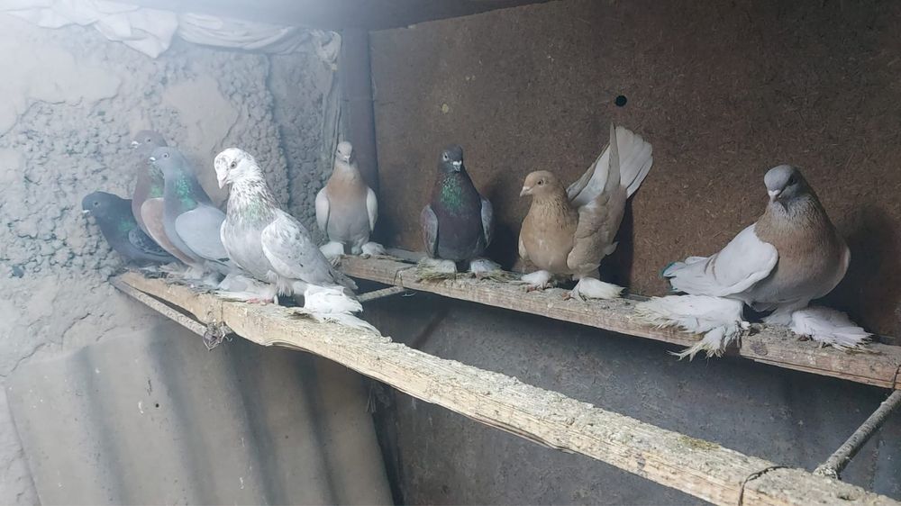 Продам лохмоногих голубей