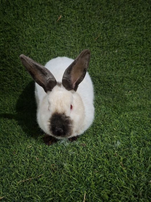 Kaliforniya ishlashga tayyor