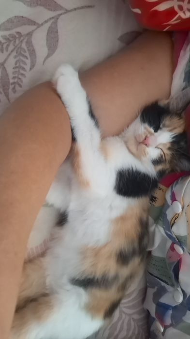 Котенок бесплатно отдам