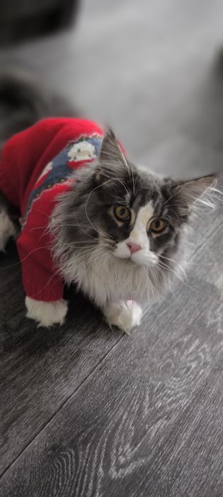 Продаю кота Мейн-Кун