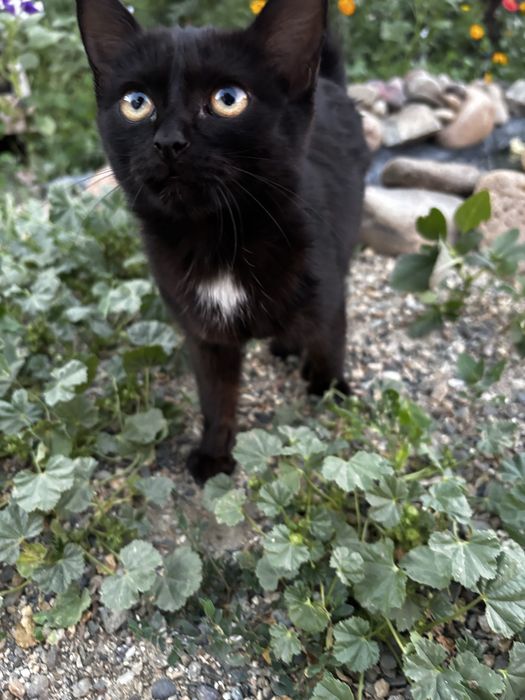 Прибился котенок девочка