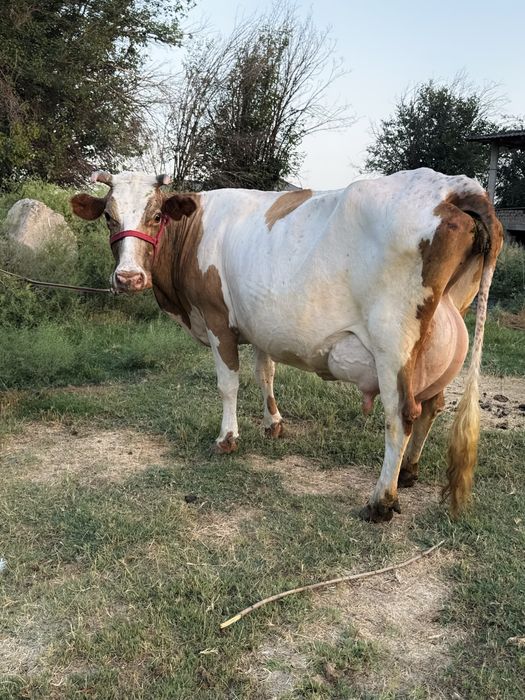 Симментал порода