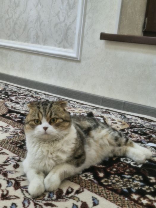 Вязка ваязка шотландская вислоухая фолд ! Жинси угил Телеграмдан ёзсел