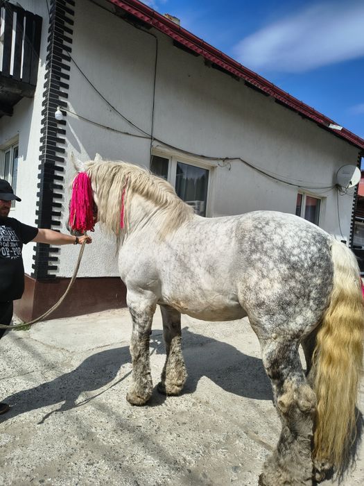 Vând harmasar de 8 ani foarte cuminte lucrat la pădure