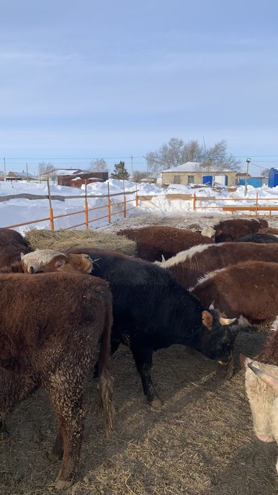 Продам Бычков с откорма 40 голов