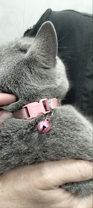 Найдена кошка. Вернём хозяину