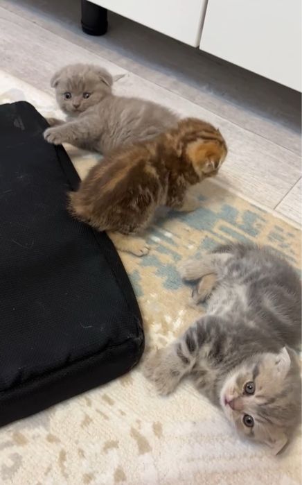 Шотландские котята шоу класса