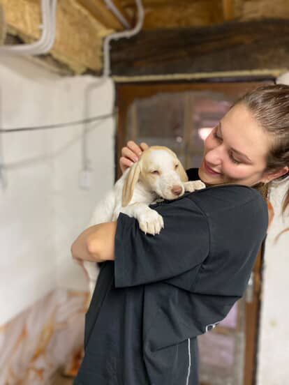 Две лапочки спаниель