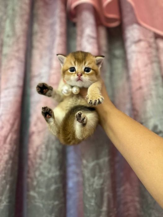 Чистокровные малыши от правильной вязки