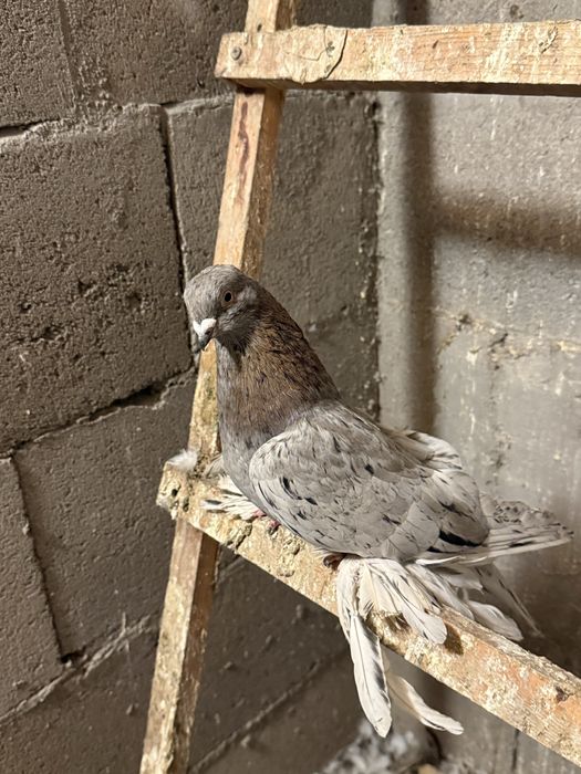 Голуби игровых кровей