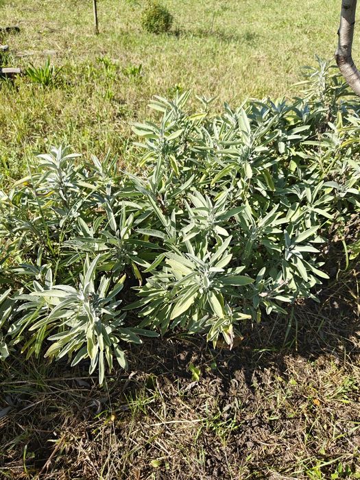 Capșuni timpurii stoloni Salvie Bulbi leurdă Conuri Hamei