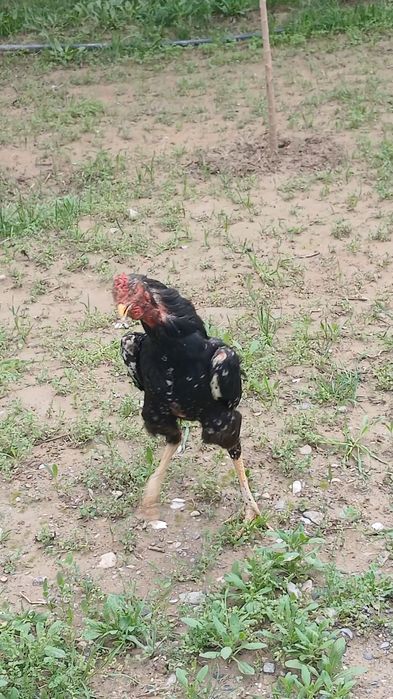 Империа шамо линиядан шу жўжа сотилади