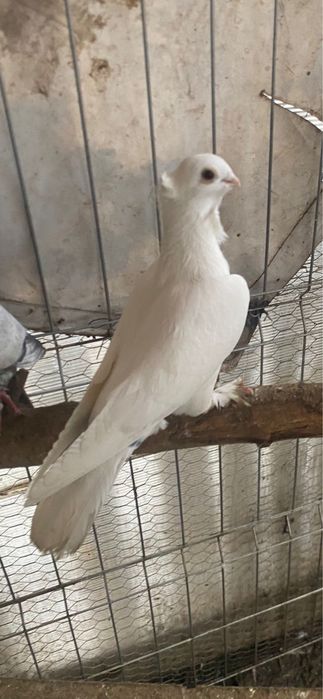 Porumbei de ornament