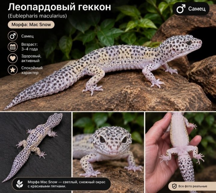 Продажа эублефаров
