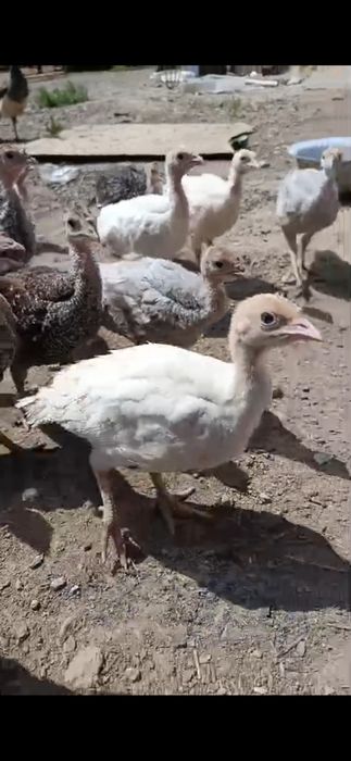 1 айлық хайбрид породалы үндіктер