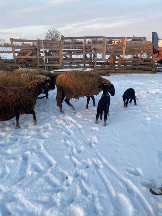 Oi carabase cu cap negru de Teleorman