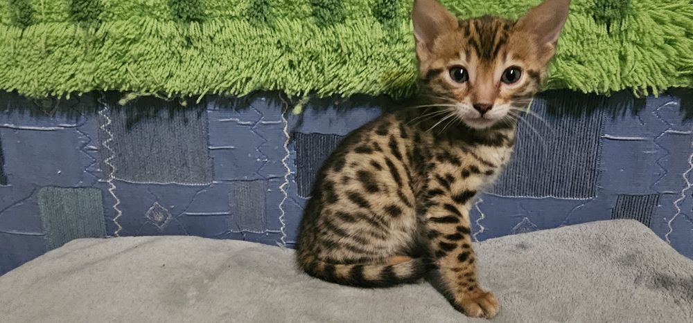 Продам Бенгальских котят (бенгалы)