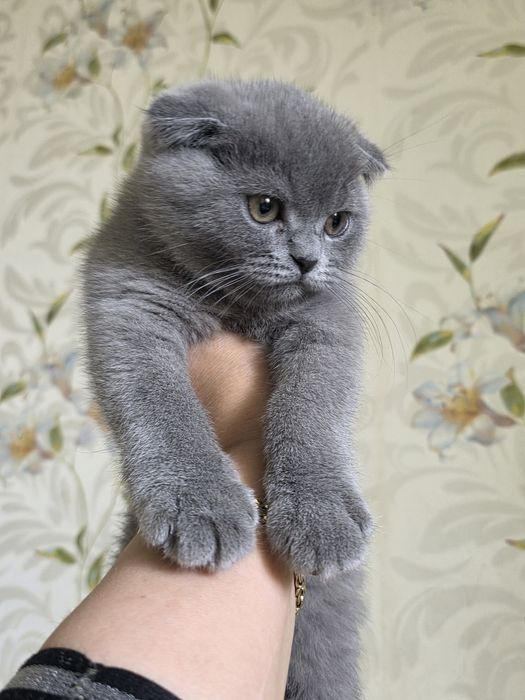 шотландская вислоухая кошка (скоттиш-фолд) с окрасом голубой (черно- с