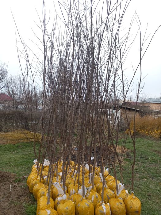 Вяз оптом      .