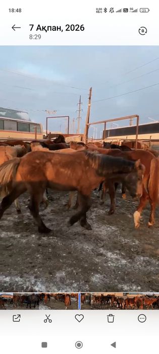 Жабағы сатылады.