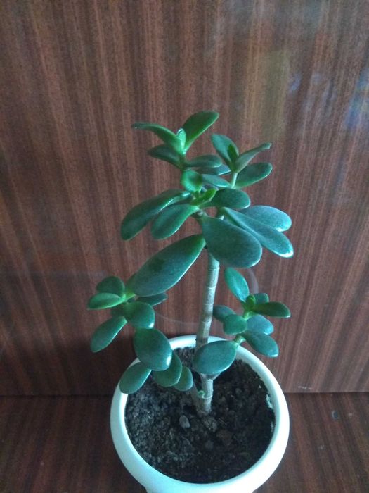 денежные деревья.