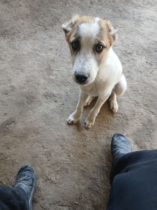 6 ti panja it juda oyin qaroq