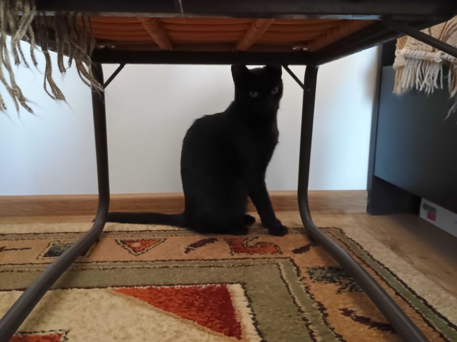 Dau pentru adoptie pisica neagra