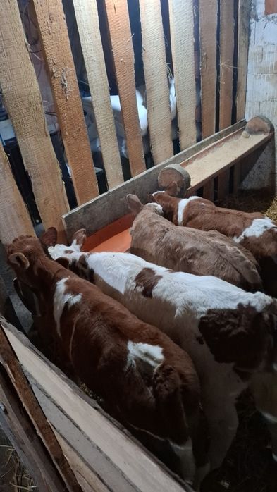 De vanzare vitei sugari si ințarcati pretul plecal 2500 lei  la 3500