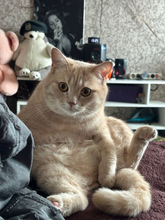 Отдам кота в добрые руки