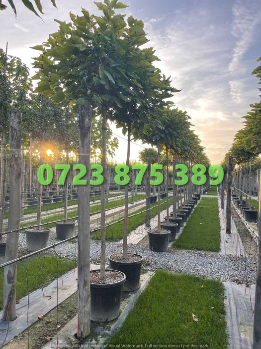 Arbori Ornamentali Rezistenți – Transport Rapid în Siguranță Deplină